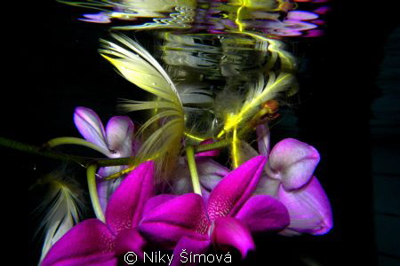 flower in the swimmingpool, orchid creations by Niky Šímová 