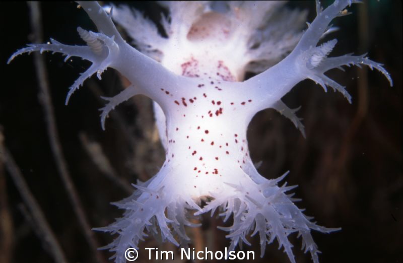 Close encounters of the nudi kind. Dendronotus lacteus, C... by Tim Nicholson 