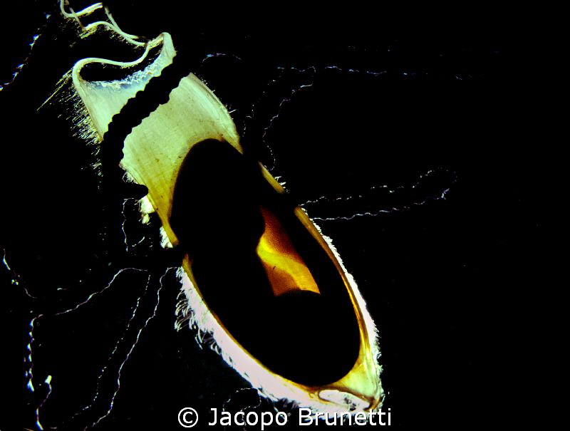 The feauture.Egg of a Scyliorhinus canicula(mediterranean... by Jacopo Brunetti 