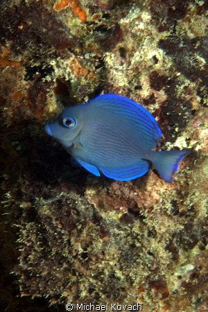 Blue Tang on the Big Coral Knoll off the beach at Fort La... by Michael Kovach 