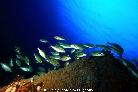 Cardinal Fish strolling along reef cliff ,Mauritius ,Flic... by Linley Jean-Yves Bignoux 