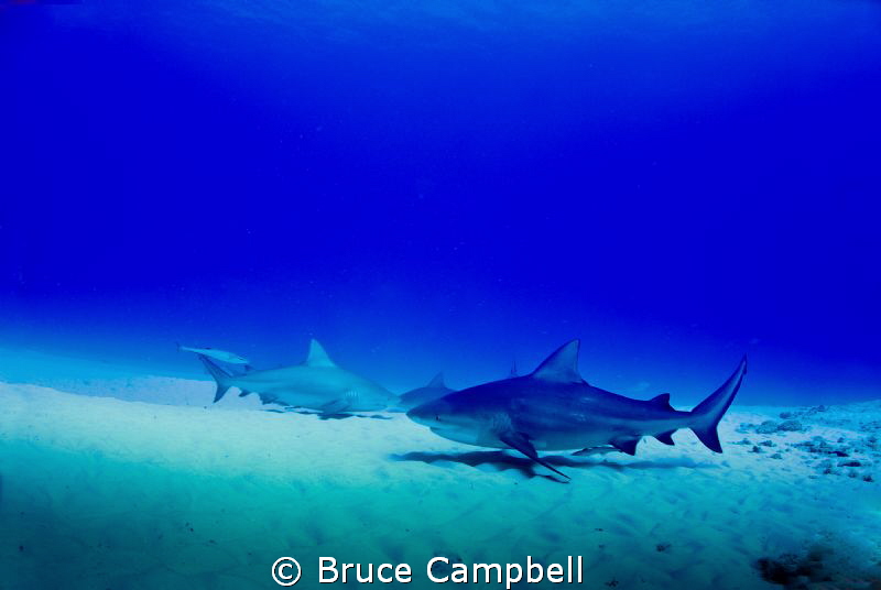 Bull sharks near Playa del Carmen by Bruce Campbell 