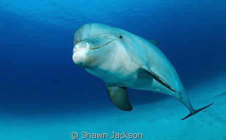 Bottlenose Dolphin by Shawn Jackson 