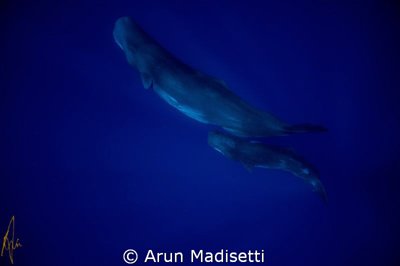 Mother and calf, taken under permit.
 by Arun Madisetti 