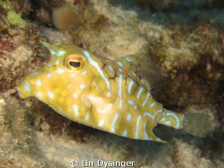 Horned Cow Fish by Lin Dysinger 
