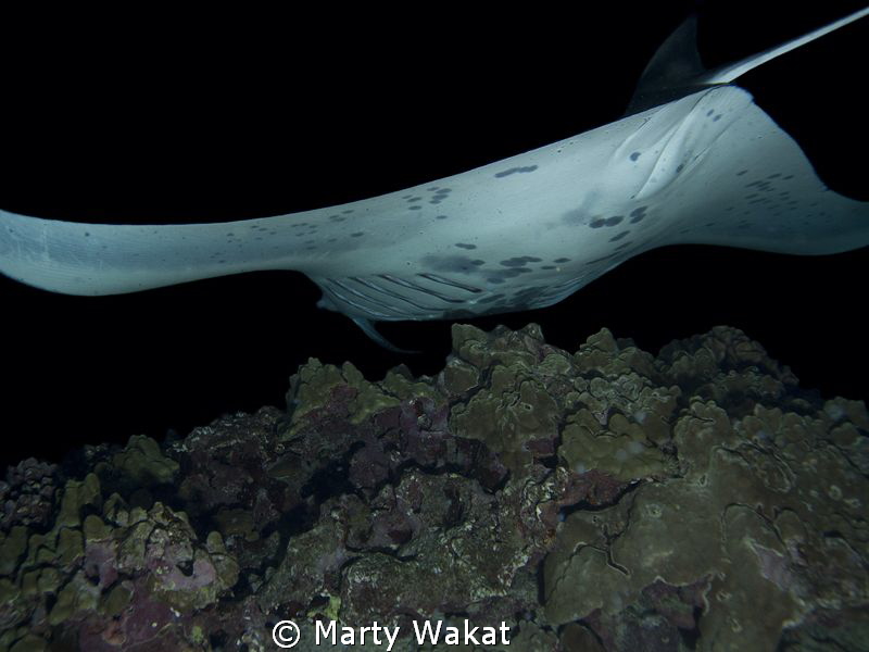 Kona Manta Ray Night Dive by Marty Wakat 
