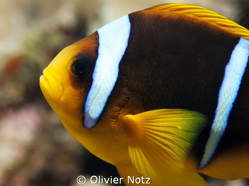 Portrait of a Red Sea Anemonefish by Olivier Notz 