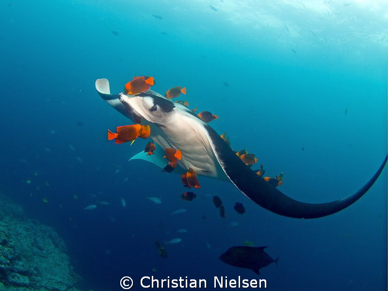 Manta ray getting a good cleaning from a school of clario... by Christian Nielsen 