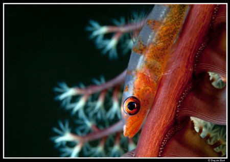 goby supermacro uncropped...(60mm lens +2 teleconverter +... by Dray Van Beeck 