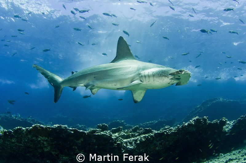 Kind of scary-looking male hammerhead. Up to 3m in length... by Martin Ferak 