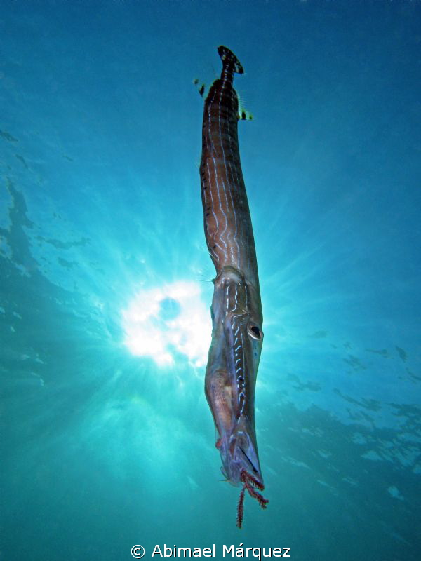 The sun reveals the trumpet fish eating a small fish. by Abimael Márquez 