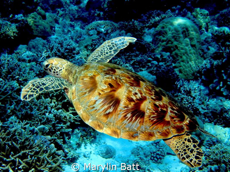 Green Sea Turtle at Tubbataha Marine Sntuary by Marylin Batt 