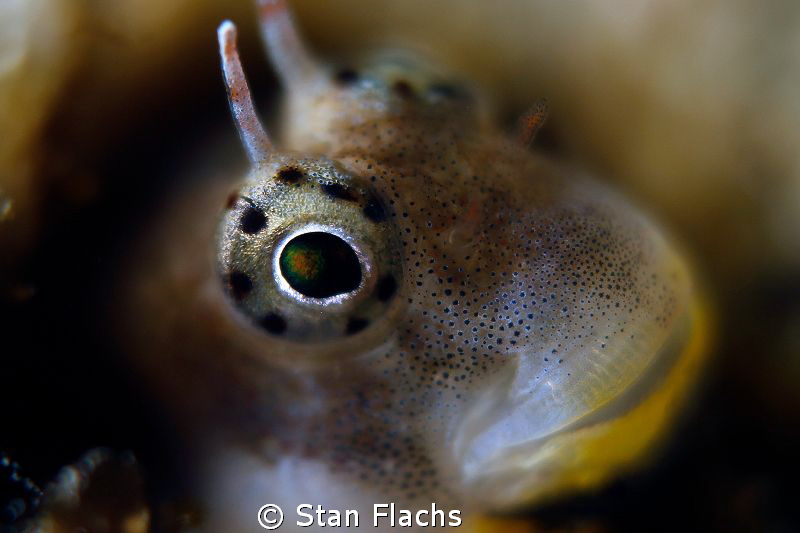 Blenny with yellow belly by Stan Flachs 