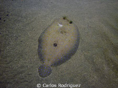 Spiny Flounder on the sandy bottom at 25ft deep in Crash ... by Carlos Rodriguez 