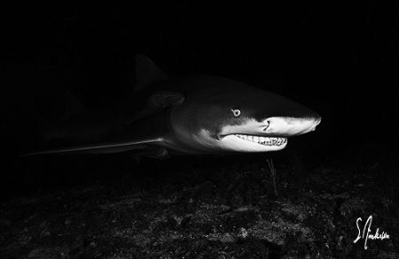Lemon Shark on a night dive at Tiger Beach.... we had a T... by Steven Anderson 