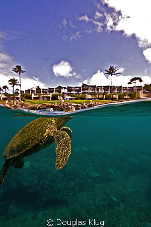 Checking out the big world. A green turtle pokes its head... by Douglas Klug 