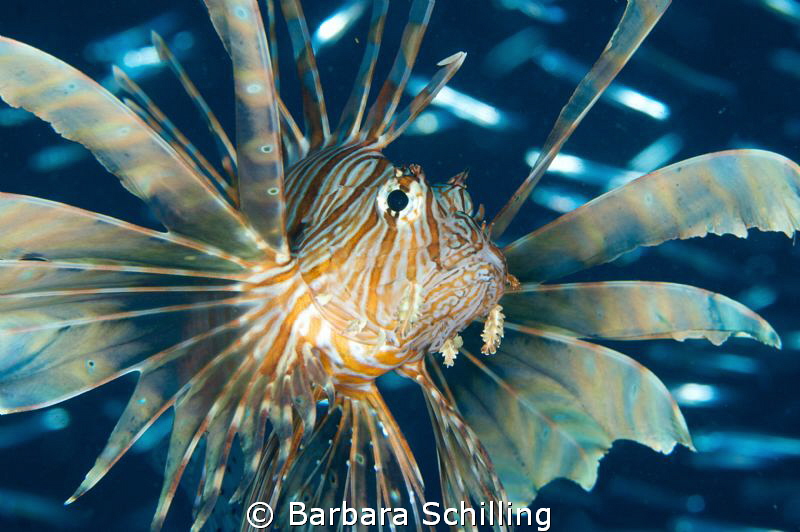 Hunting Lion Fish at the Kudimaa Wreck in South Ari Atoll by Barbara Schilling 