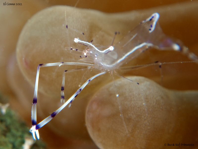 Shrimp (Periclimenes longicarpus) by Stéphane Primatesta 