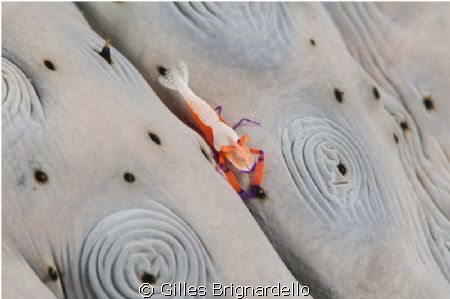 Empereur shrimp on sea cucomber. kalabahi bay, Alor archi... by Gilles Brignardello 