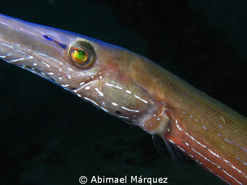 Looking closely at trumpetfish by Abimael Márquez 