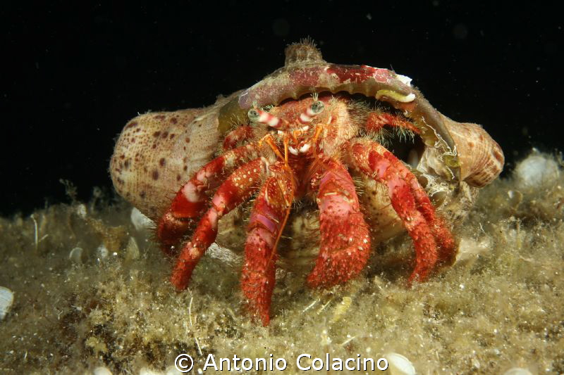 Hermite crab Dardanus calidus, night dive, 50 mm macro le... by Antonio Colacino 