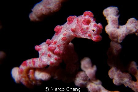 pygmy seahorse by Marco Chang 
