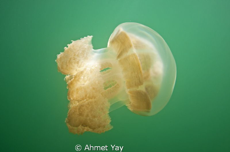 Jelly fish form Palau Jelly Fish Lake. by Ahmet Yay 