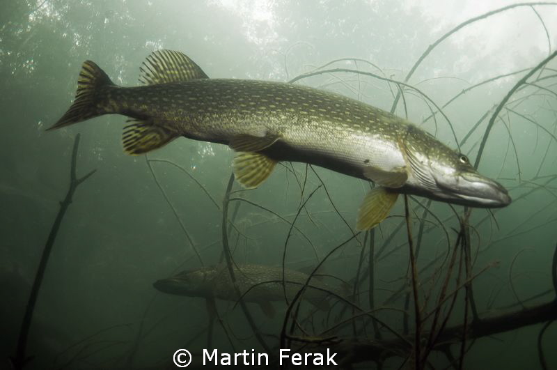 In murky water of Lestinka querry it is common to meet pi... by Martin Ferak 