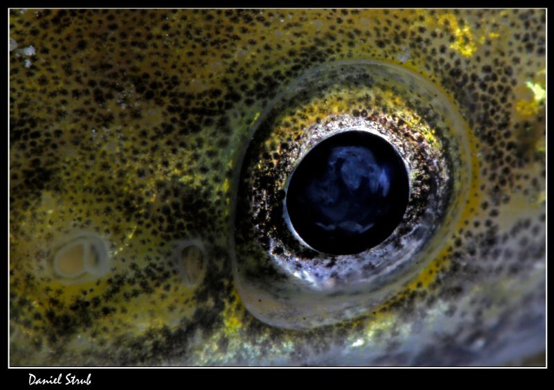 Eye of an Eelpout (lota lota) taken in the freezing water... by Daniel Strub 