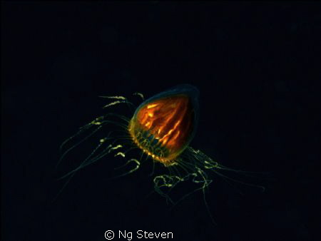 Jelly Fish Plankton in Mid water about 10m. Single strobe... by Ng Steven 