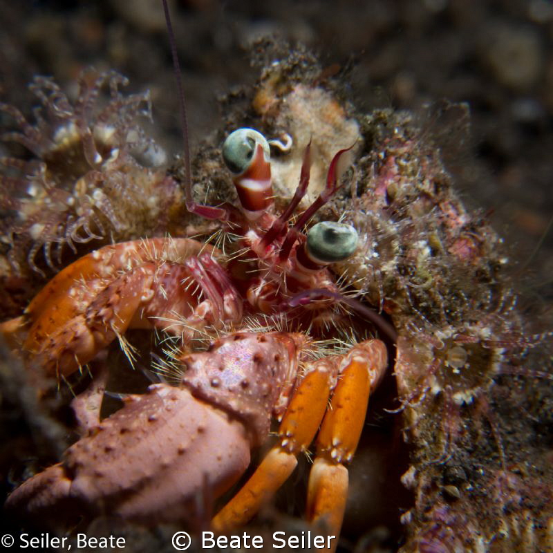 Anemone crab by Beate Seiler 