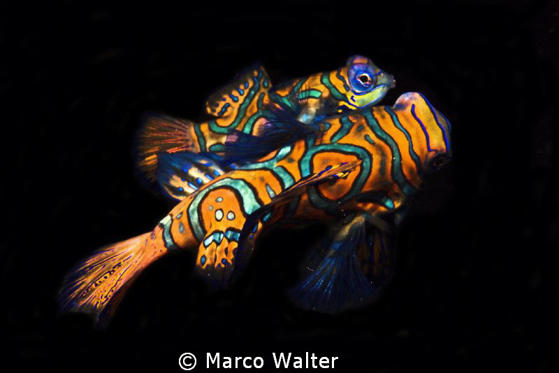 Mandarine fishes during night-dive by Marco Walter 