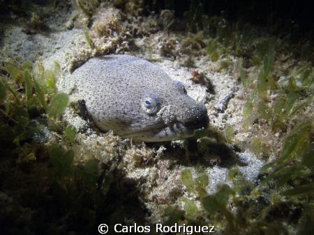 2/202012 Night Dive: Spotted Snake Eel hidding in the san... by Carlos Rodriguez 