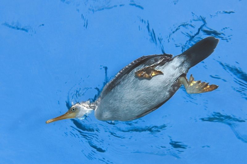 A cormorant on the surface. A funny but very short moment. by Roland Bach 