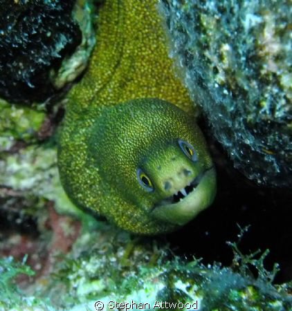 Baby Moray hiding in the coral by Stephan Attwood 