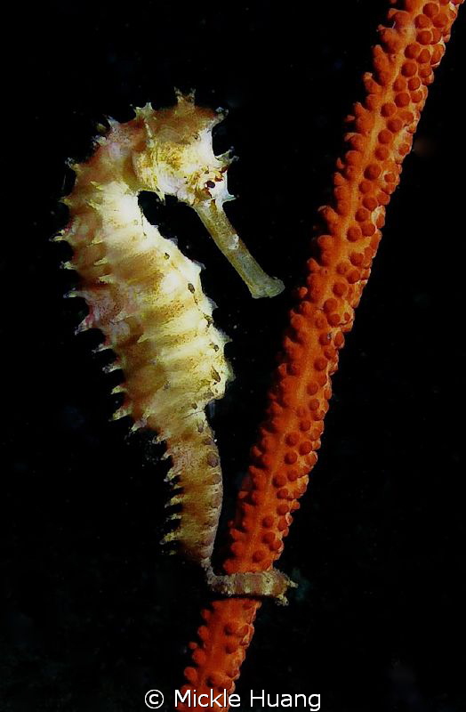 Seahorse
Northeast Coast Taiwan by Mickle Huang 