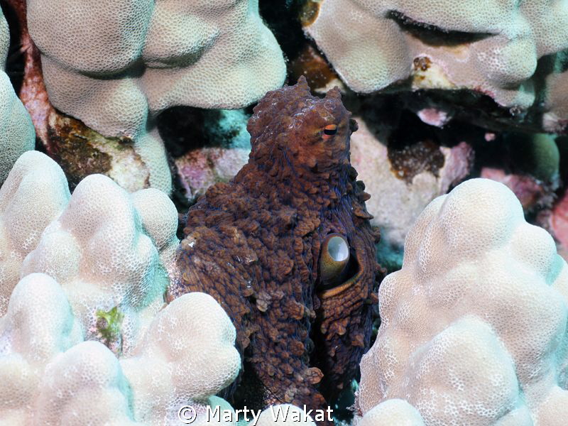 Hawaiian Day Octopus by Marty Wakat 