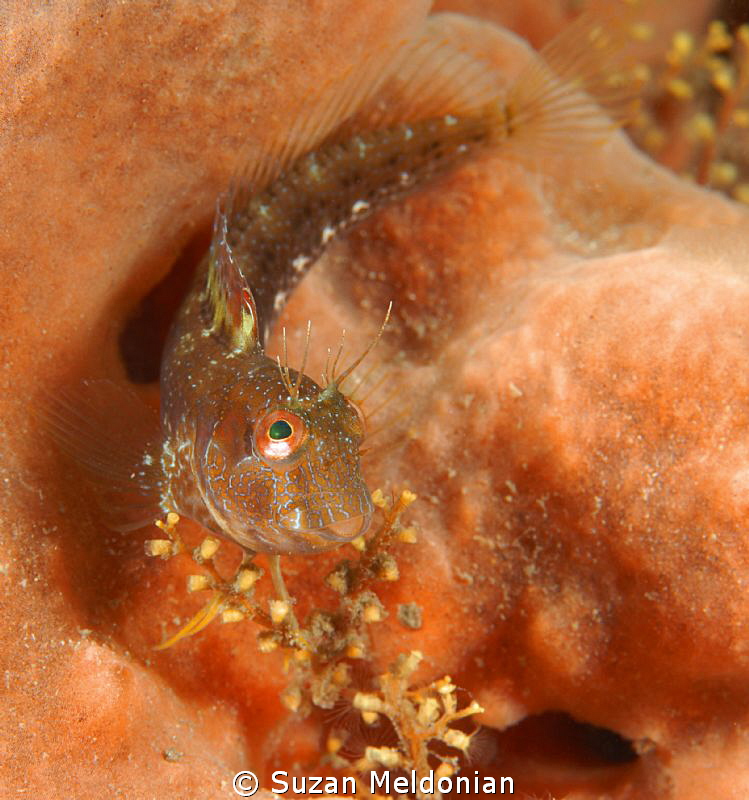 Seaweed Blenny on peach colored sponge and yellow hydroid... by Suzan Meldonian 