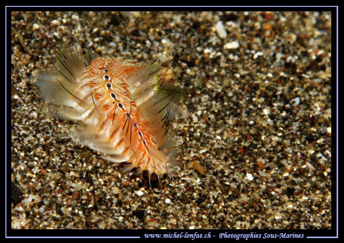 A Fire Worm on the sand of Lembeh Strait... :O)... by Michel Lonfat 