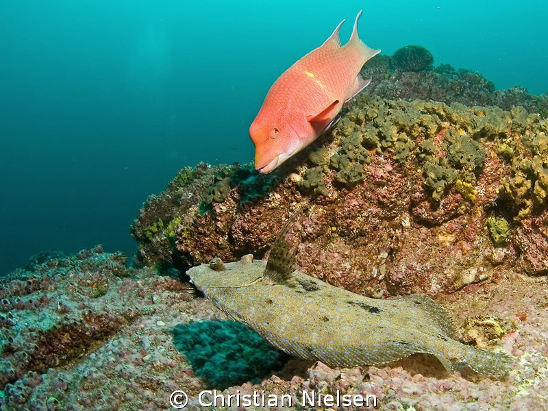 The odd couple. The mexican hogfish likes to interfere. S... by Christian Nielsen 
