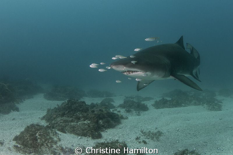 Solitary Grey Nurse Shark by Christine Hamilton 