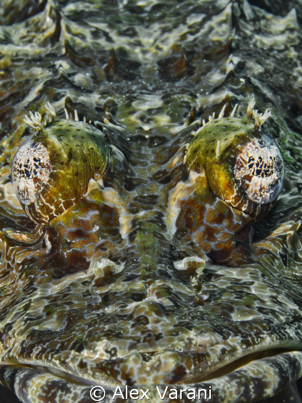 Papilloculiceps longiceps - face to face to crocodilefish - by Alex Varani 
