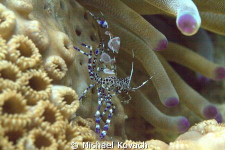 Spotted Cleaner Shrimp on Giant Anemone on the Big Coral ... by Michael Kovach 