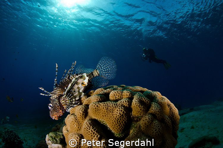 Lionfish shot in Nuweiba at the Hilton house reef "Abou L... by Peter Segerdahl 
