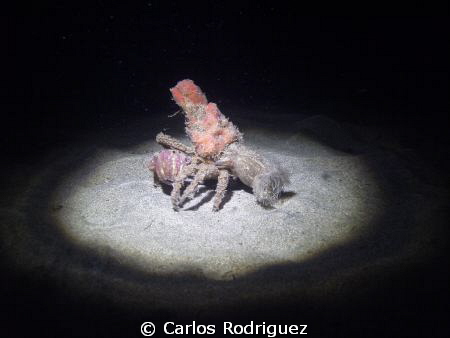 Decorator Crab, Cyclocoeloma tuberculata walking on the s... by Carlos Rodriguez 