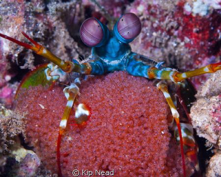 Peacock mantis shrimp with eggs by Kip Nead 