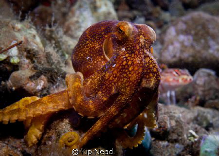 This is a Mototi octopus, they display a single blue ring... by Kip Nead 