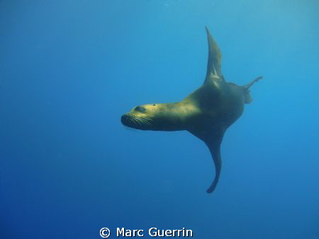 California Sea Lion at the Point dive site ,Cabo san Luca... by Marc Guerrin 