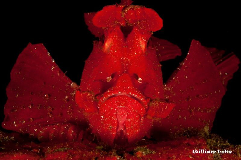 Red Rhinopias eschmeyeri by William Loke 
