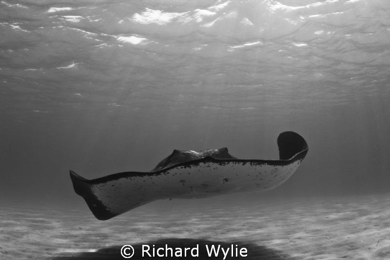 Gentle Giant - taken while free diving. Smooth Rays can g... by Richard Wylie 